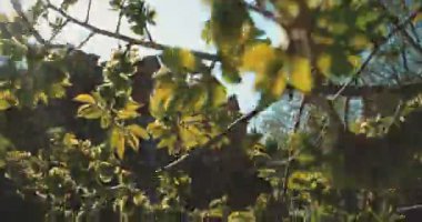 Bir elm Park Şubesi. Bahar bitki örtüsü ve arka planda geçen araba sayesinde gün güneş