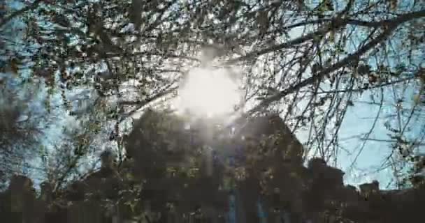 Elm tree i solig dag på våren. Natur bakgrund med elm grenar framför flimrande dag solen med gammal byggnad på bakgrund — Stockvideo