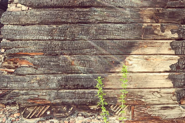 Fondo de madera de tablones carbonizados antiguos con lugar para el texto. Tewo jóvenes ramitas verdes creciendo después del fuego —  Fotos de Stock