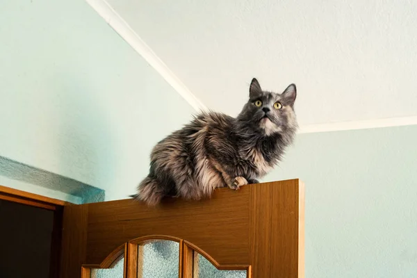 Gatto grigio seduto sulla parte superiore della porta, Copyspace — Foto Stock