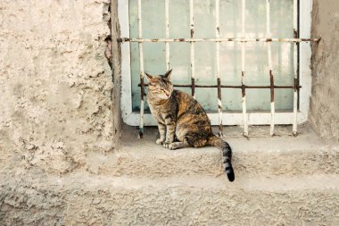 Alaca kedi gridded pencere pervazına üzerinde oturan.