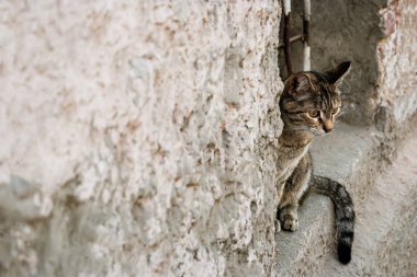 Alaca kedi dışında bir pencere açılış bakmak
