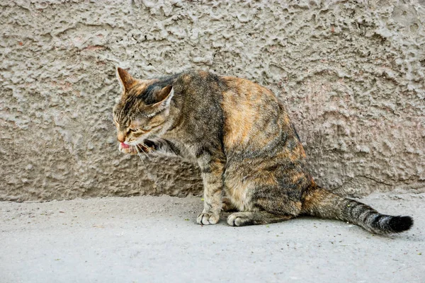 Calico gato grooming na frente da parede rebocada — Fotografia de Stock