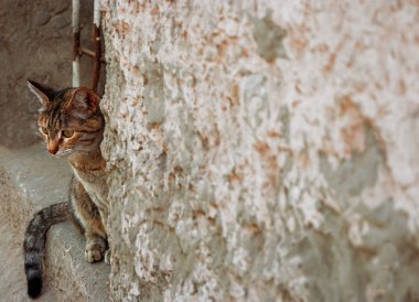 Pencereden dışarı bakmak para kedi