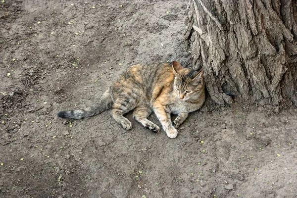 Кот отдыхает на земле — стоковое фото