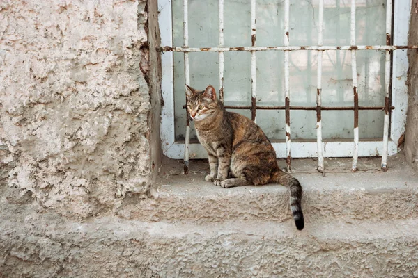 Katze auf Fensterbank von verputztem Gebäude — Stockfoto