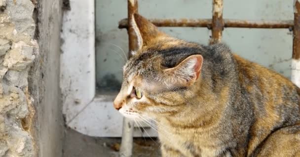 Close-up van de kat buiten voor ijzeren raster — Stockvideo