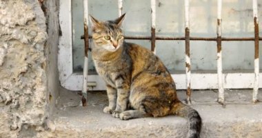 Alaca kedi pencere anti-vandal kılavuz önünde oturan