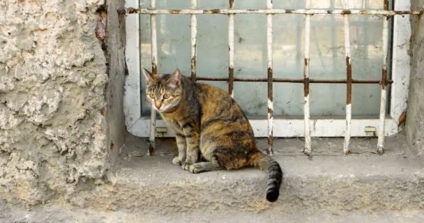 一只印花猫在乡村小屋的窗户上 — 图库视频影像