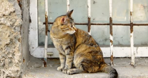 Kurzhaar-Calico-Katze sitzt auf Fensterbank — Stockvideo