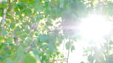 Güneş Birch ile hafif parıldama bırakır