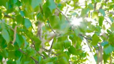 Doğa arka plan. Güzel güneş rüzgar yeşil ağaç yapraklarını dökmüş çırpınan, görüntüleri güneş parlama ile.