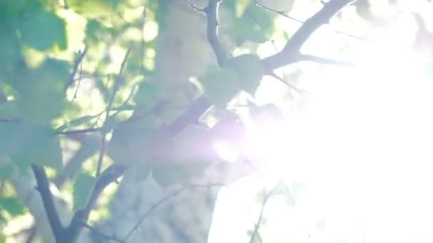 Solljus genom grenar i skogen. — Stockvideo