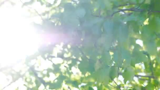 Solstrålar topp genom färska blad. Tidig morgonsolen går upp genom träden vid soluppgången. — Stockvideo