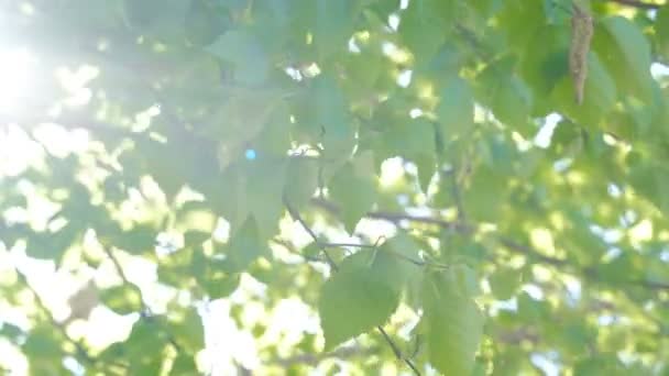 Sun shine thorugh the blowing on wind birch tree leaves, sunflares — Stock Video