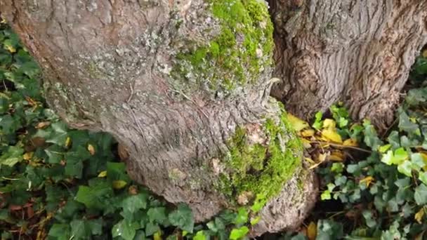 Дерево ствол, который покрыт толстым зеленым мхом крупным планом последующего выстрела — стоковое видео