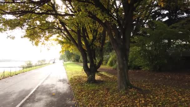 Два осінні дуби ростуть на березі річки Рейн у Бонні (Німеччина). — стокове відео