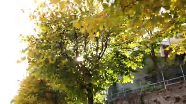 Bonn Alemania, 06 de noviembre de 2019: montar en el terraplén del Rin con peatones solitarios. Sol parpadeando en crones de árboles amarillos 4k 50fps — Vídeos de Stock