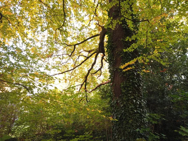 Árbol en el bosque. Hojas verdes y amarillas de árboles otoñales — Foto de Stock