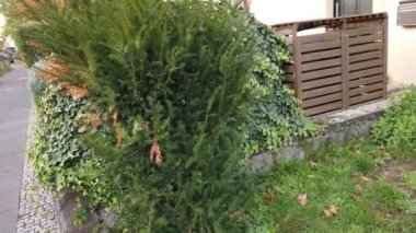 Bonn Almanya, 10 Kasım 2019: Park halindeki arabalarla Bonn şehrinin caddesi
