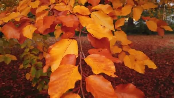 Arbre automnal couvert de feuilles orange 