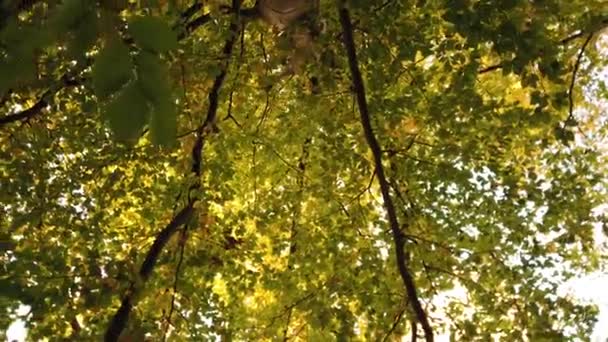 Camera looking upwards at autumnal tree leaves canopy and turning — ストック動画