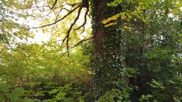 Árbol viejo cubierto de hiedra en el bosque, mirar desde abajo y girar — Vídeo de stock