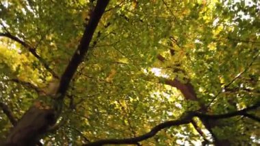 Aşağıdan sonbahar yapraklarına bakıyor ve etrafında dönüyor.