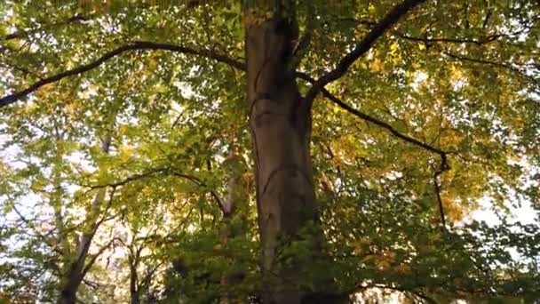 Patrząc od dołu do góry na olbrzymie drzewo w jesiennym lesie — Wideo stockowe