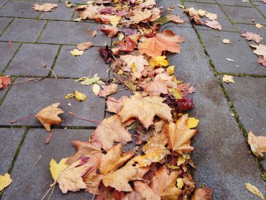 Dökülen yapraklar asfalt yüzeyde yatıyor.