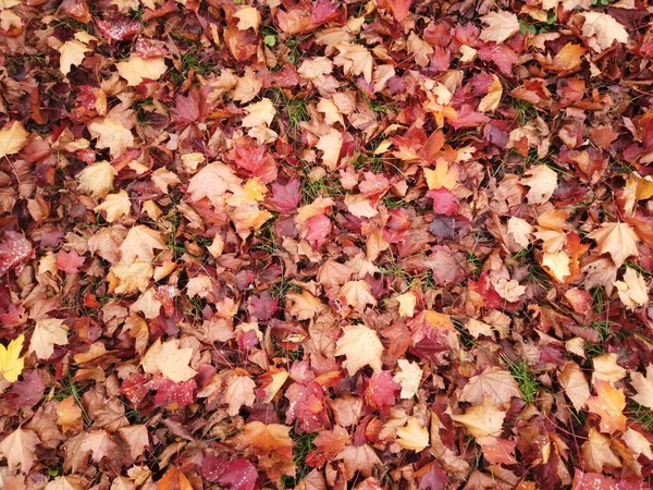 Défoliation automnale. Couverture de feuilles rouges d'érable sur la terre — Photo