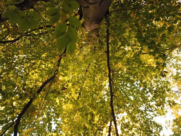 Árbol en el bosque. Hojas verdes y amarillas cubren los árboles otoñales desde abajo . — Foto de Stock