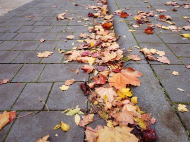 Kaldırım taşının yanındaki asfalt yüzeyde düşen yapraklar.