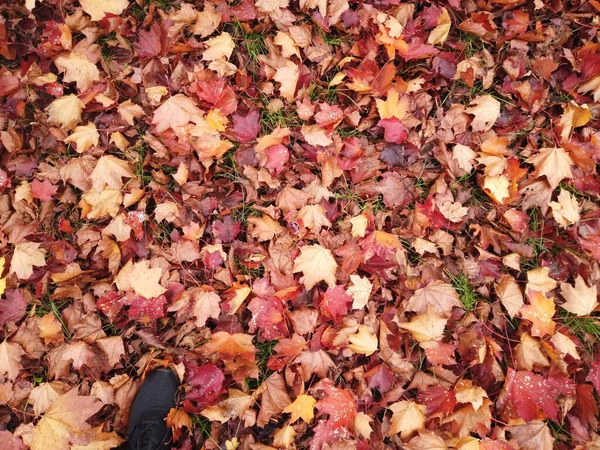 Красные опавшие листья и ноги в черных кроссовках — стоковое фото