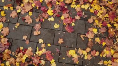 Pov kaldırımlı sokakta yürüyor. Kırmızı akçaağaç yapraklarıyla kaplı.