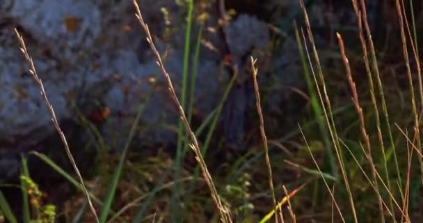 Pedras cobertas de plantas selvagens que oscilam no vento iluminado por trás pelo sol fragmentado — Vídeo de Stock