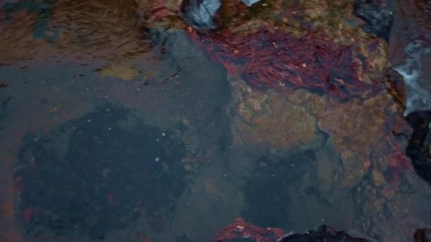 VIew de creec artificiel dans le jardin du Japon à Bonn en Allemagne en hiver — Video