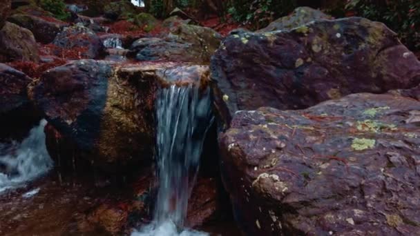 Pan shot di rue artificiale nel giardino costiero giapponese ricoperto di edera selvatica — Video Stock