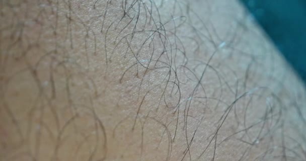 Macro shot of hairy cat legs of a young man — Stock Video