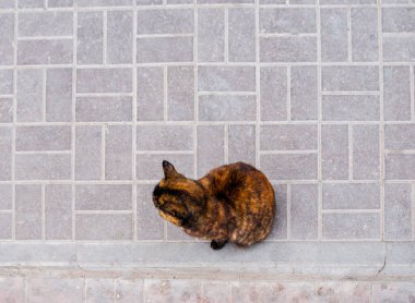 Kaplumbağa kabuğu kedi yukarıdan bir kaldırım manzarasında oturur.