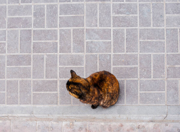 tortoiseshell cat sits on a pavement view from above