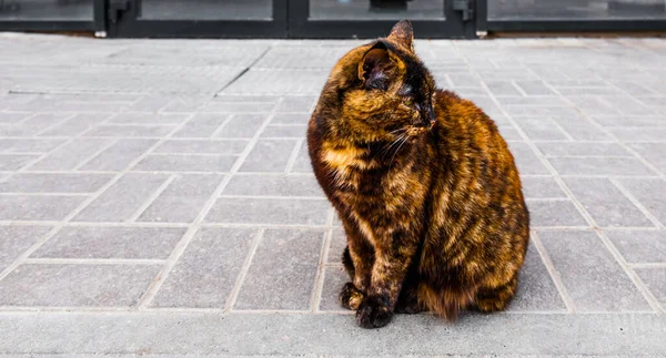 Foto einer Straße dreifarbige Katze, die auf einem Bürgersteig sitzt — Stockfoto
