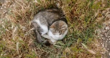Genç kedi, yukarıdaki çimlerde dinleniyor.