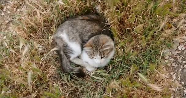 Jonge kat rust in het gras boven het zicht — Stockvideo