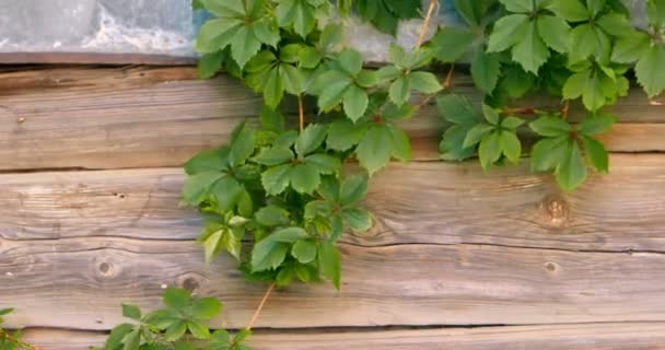 Decorative grape branches on old wooden fence — Stock Video