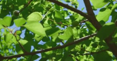 Gökyüzünün önünde parlayan taze yeşil yapraklar