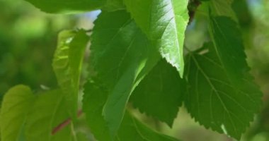 Taze huş ağacı yaprakları.