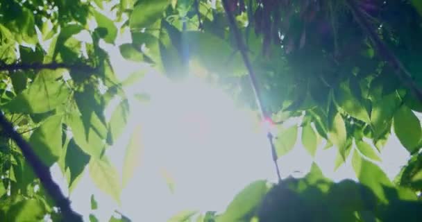 Folhas na frente do céu com sol dançando na primeira lente — Vídeo de Stock