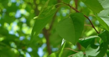 Huş ağacı yaprakları rüzgarda titriyor.