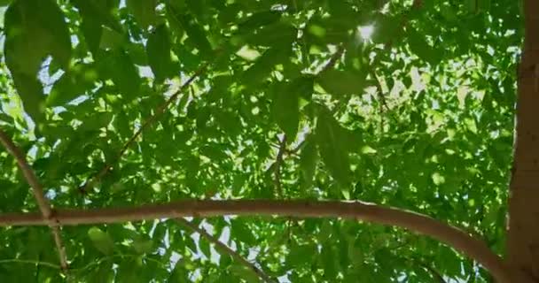 Obracające się lub wirujące ujęcie drzewa walnitowego ze słońcem świecącym przez liście — Wideo stockowe